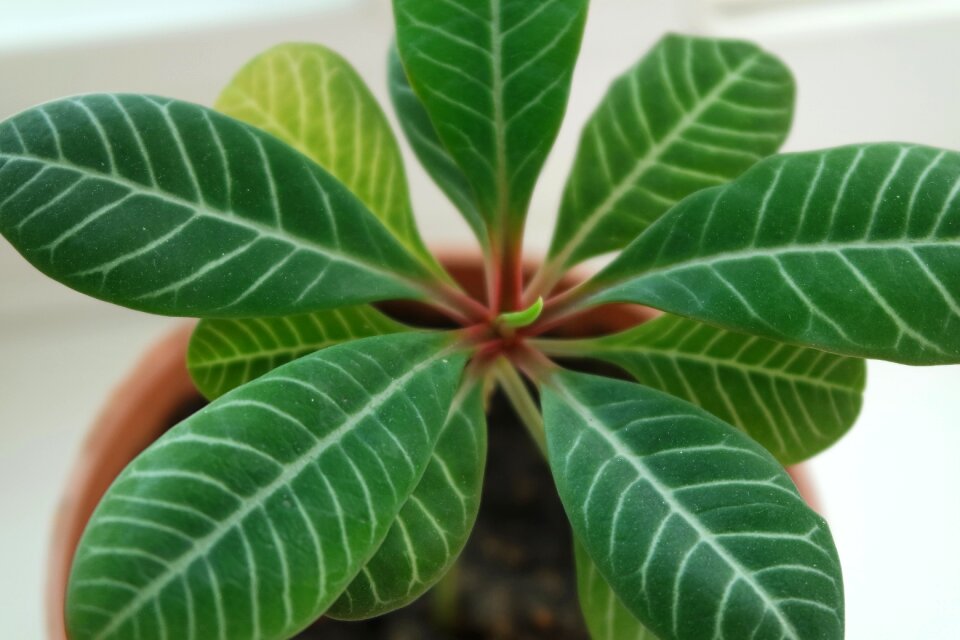 Indoor in a pot house plant