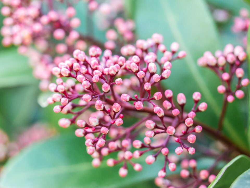 Plant shrubs garden