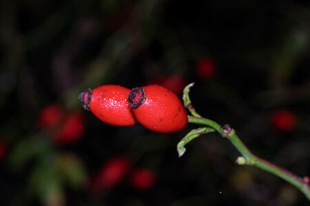 Nature sprig leaf