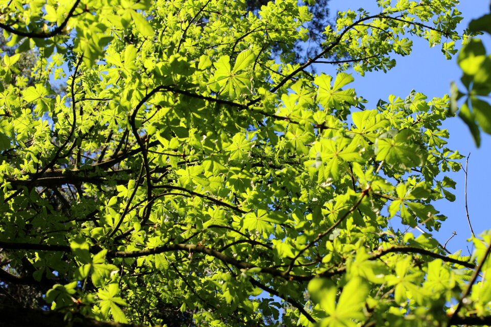 Nature branch plant