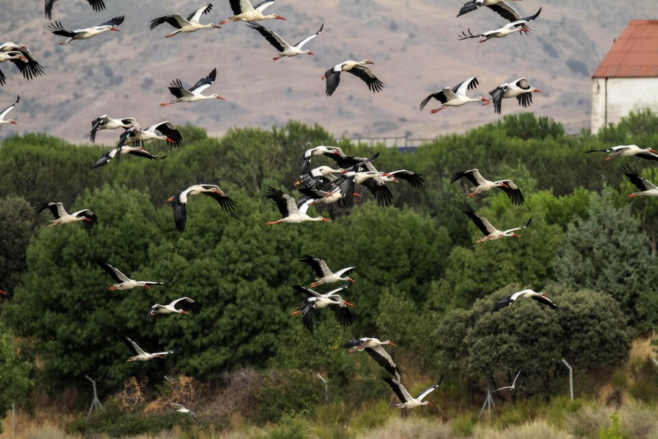 Migrating storks birding