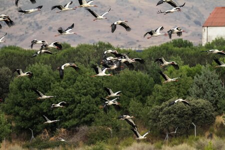 Migrating storks birding