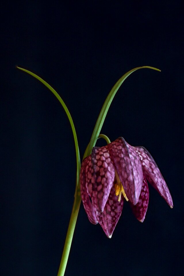 Chequered nature flower