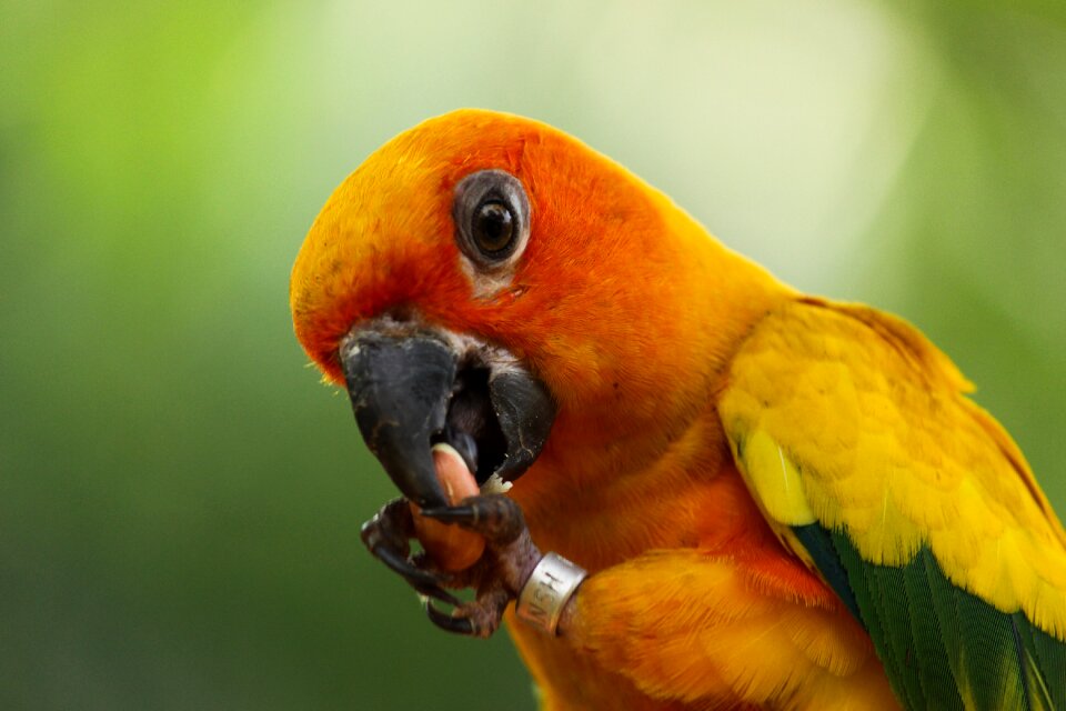 Wildlife beak animal