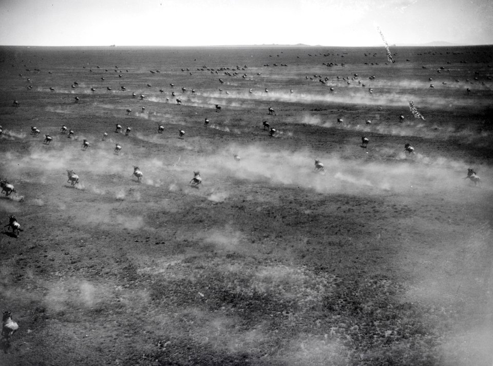 ETH-BIB-Tausende von Wildebeest (Gnu), so weit der Blick reicht, rennen mit unserem Flugzeug über die Serengeti um die Wette-Kilimanjaroflug 1929-30-LBS MH02-07-0060