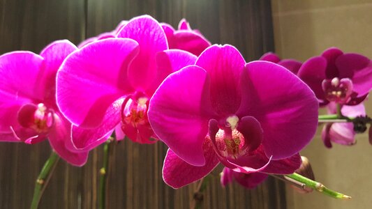 Spring pink natural