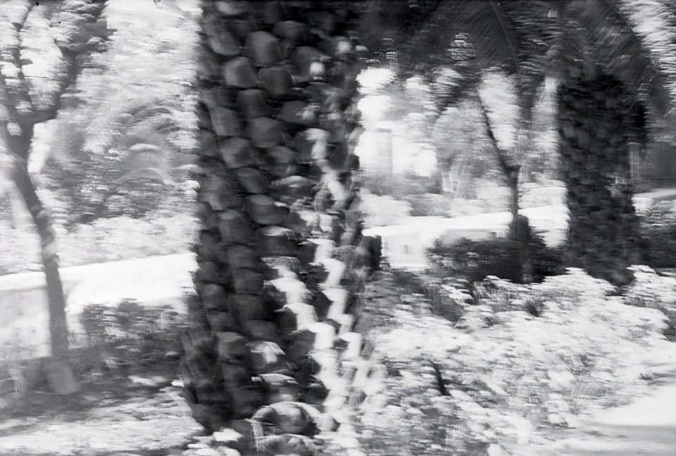 ETH-BIB-Teil einer Palme in Fès -unscharf--Nordafrikaflug 1932-LBS MH02-13-0330