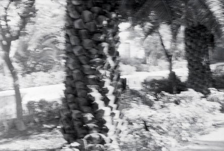 ETH-BIB-Teil einer Palme in Fès -unscharf--Nordafrikaflug 1932-LBS MH02-13-0330