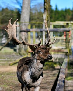 Zoo balmy bruck lower saxony