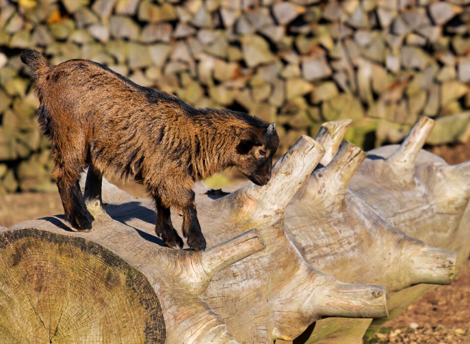 Climb animal creature