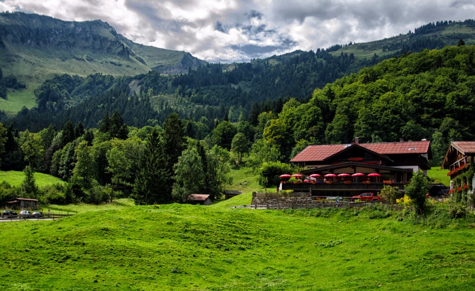 Forest trees bavaria photo