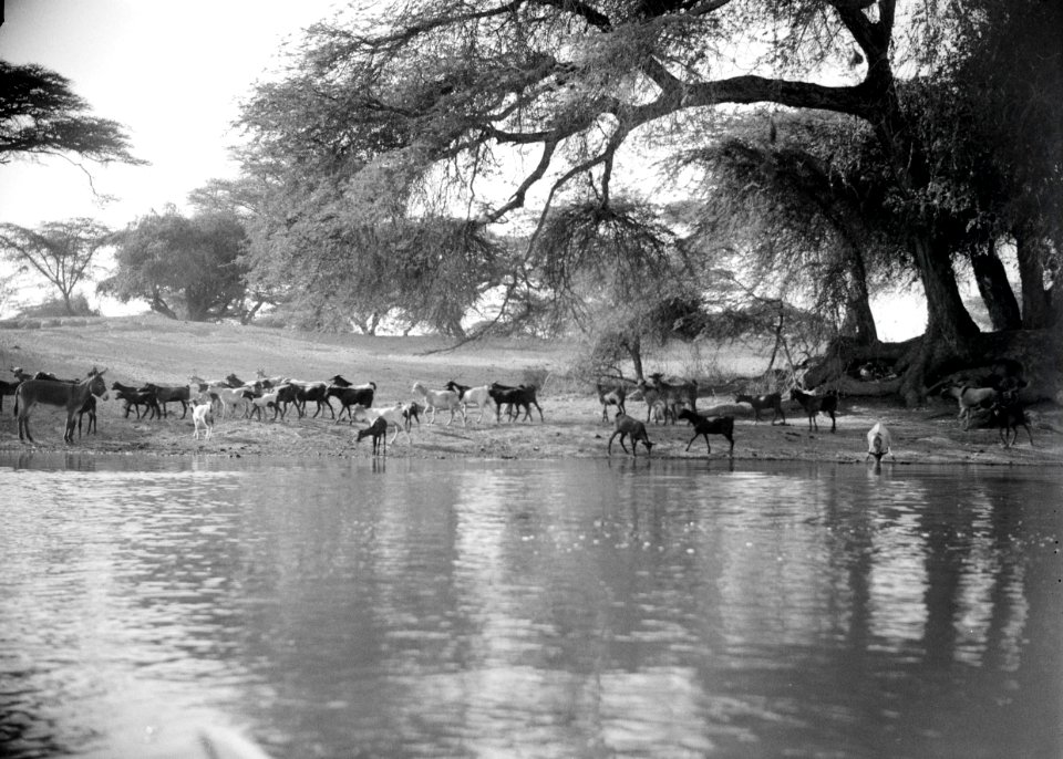 ETH-BIB-Tiere an Wasserstelle-Abessinienflug 1934-LBS MH02-22-0534