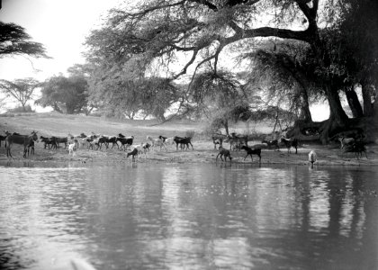 ETH-BIB-Tiere an Wasserstelle-Abessinienflug 1934-LBS MH02-22-0534