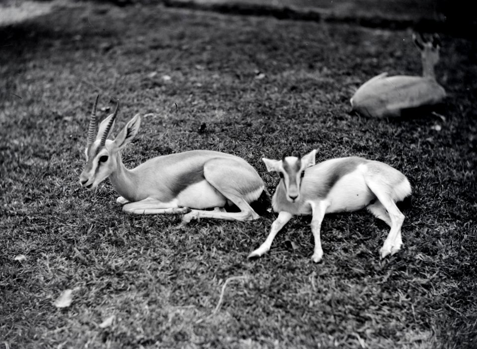 ETH-BIB-Thomsongazelle-Kilimanjaroflug 1929-30-LBS MH02-07-0354