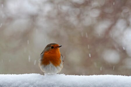 Snow nature bird