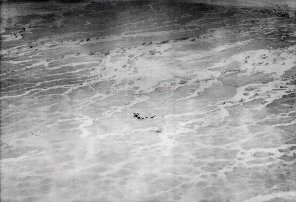 ETH-BIB-Tierherde in der Sahara-Tschadseeflug 1930-31-LBS MH02-08-0049