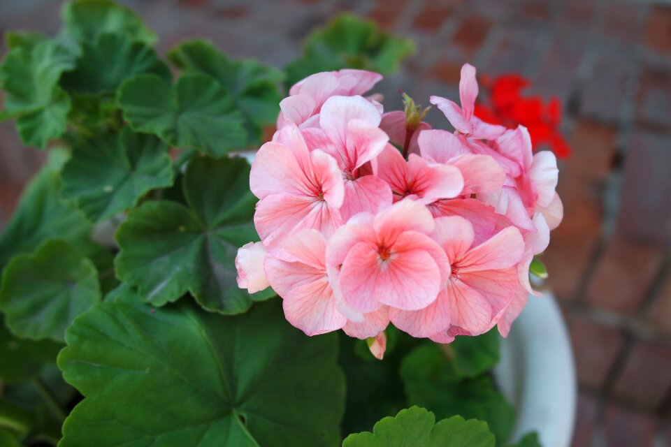 Beautiful flower flower pink flowers