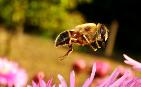 Pollination flower animals