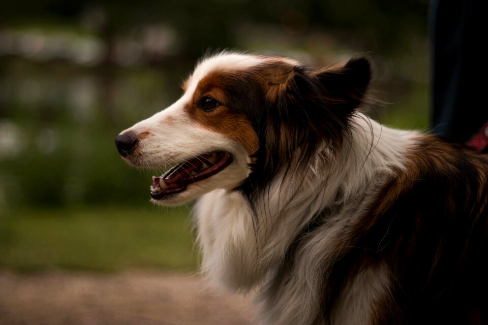 Dog animal pet