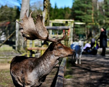 Zoo balmy bruck lower saxony