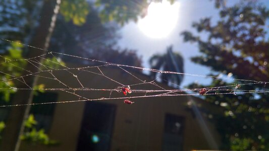 Insects trapped nature