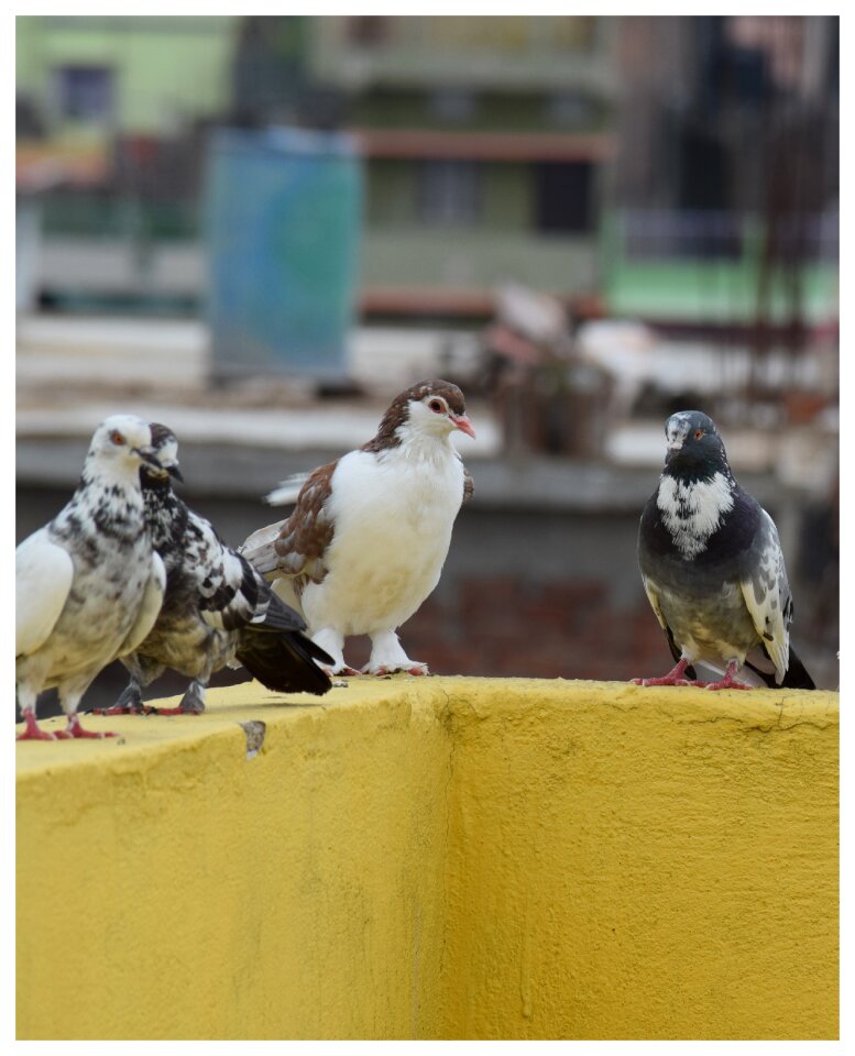 Pigeon nature bird photo