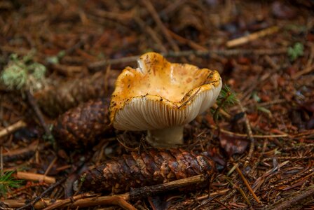 Forest fall pine apple