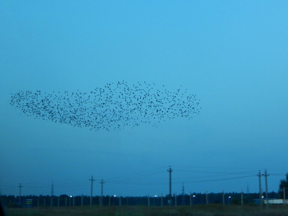Birds nature unusual