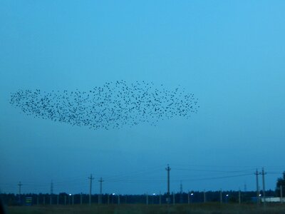 Birds nature unusual