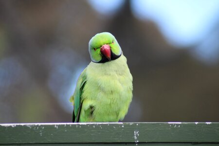 Parrot bird green