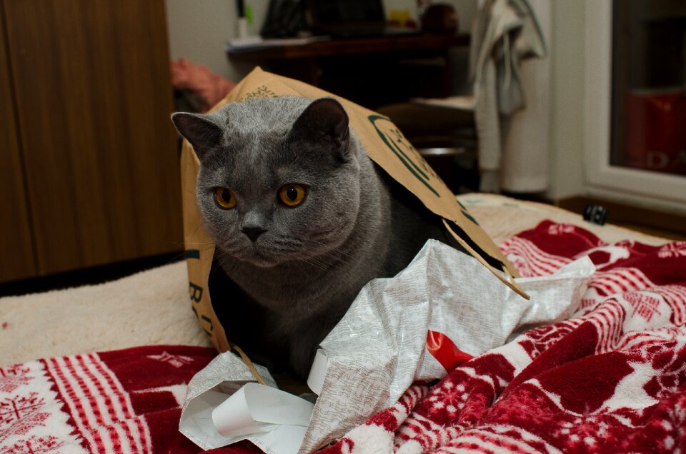 Gray cat beautiful cat mysterious cat