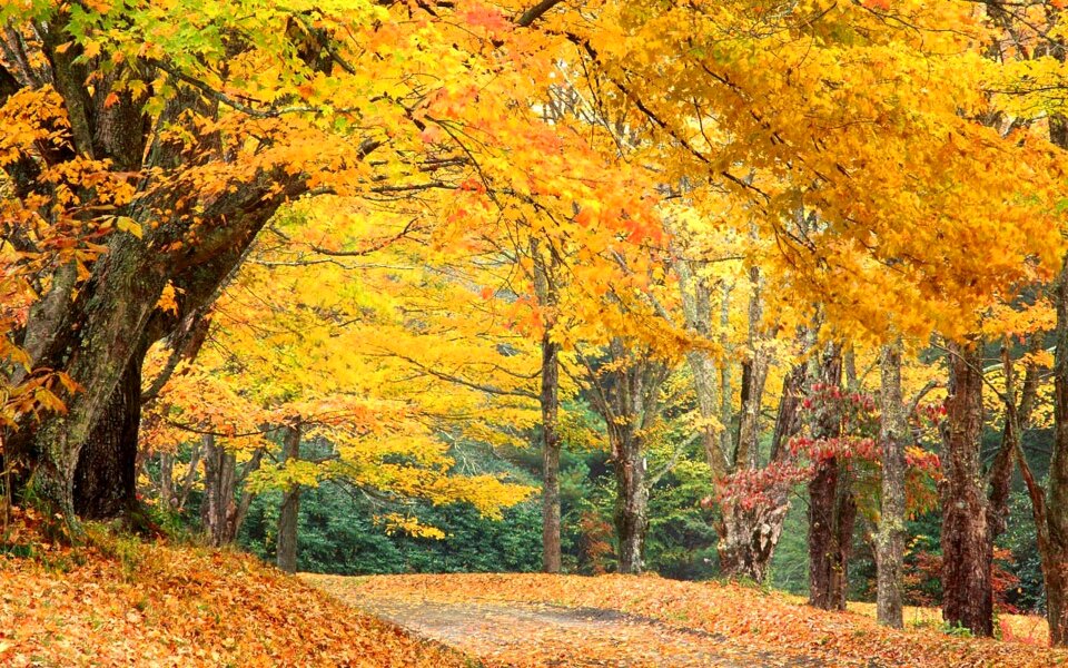 Trees mountain scenes carolina