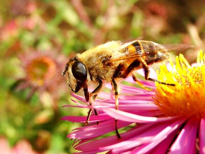 Honey pollen animals photo