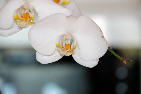 Blossom plant petal