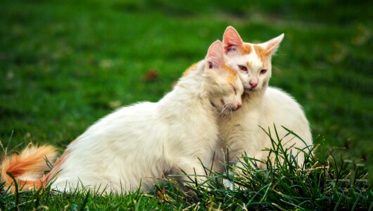 Nature white cat photo