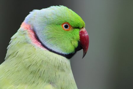 Parrot bird green photo