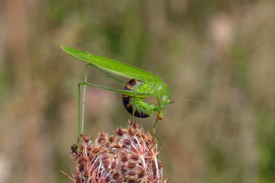 Nature animal world insect