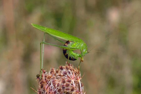 Nature animal world insect