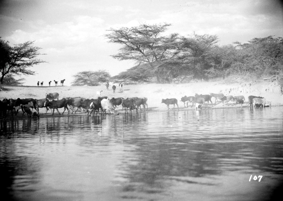 ETH-BIB-Viehherde an Wasserstelle-Abessinienflug 1934-LBS MH02-22-0557