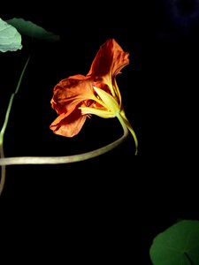 Floral blossom edible photo