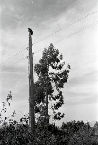 ETH-BIB-Vogel auf Strommast-Abessinienflug 1934-LBS MH02-22-1162