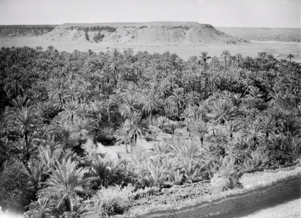 ETH-BIB-Von dem reichen Ertrag Tausender von Dattelpalmen einer Oase fristen die Sahara-Bewohner ihr einfaches Leben-Tschadseeflug 1930-31-LBS MH02-08-0484