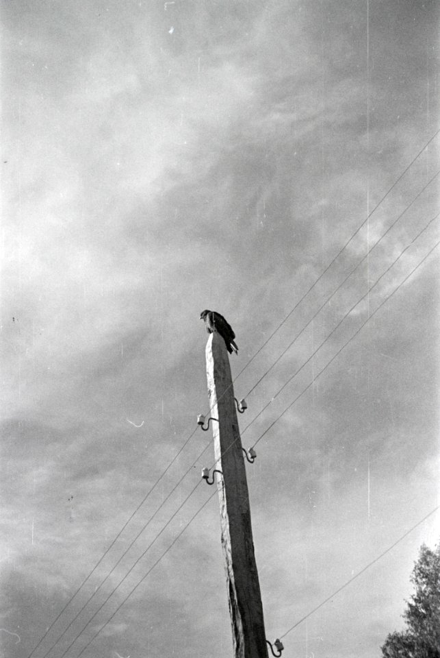 ETH-BIB-Vogel auf Strommast-Abessinienflug 1934-LBS MH02-22-1163