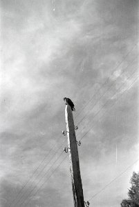 ETH-BIB-Vogel auf Strommast-Abessinienflug 1934-LBS MH02-22-1163