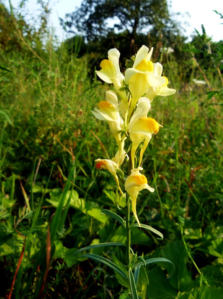 Vulgaris yellow butter-and-eggs