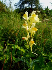 Vulgaris yellow butter-and-eggs