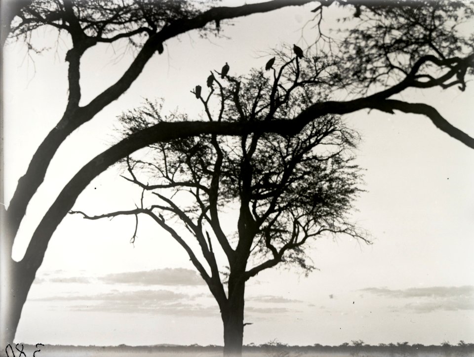 ETH-BIB-Vögel auf Baum in der Serengeti-Kilimanjaroflug 1929-30-LBS MH02-07-0380