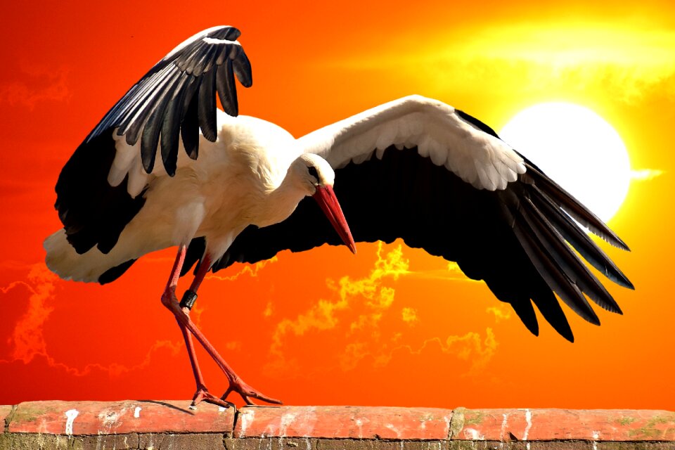 Sunset flying plumage