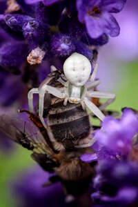Spider nature insect