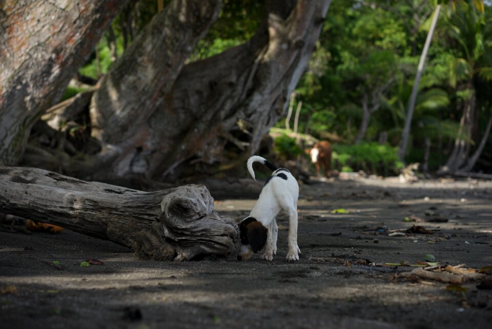 Animal dog sweet